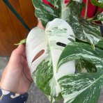 Monstera skvelá (Monstera deliciosa) ´ALBO VARIEGATA´ - výška 30-40 cm, kont. C3L